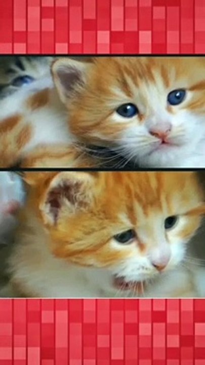 Cute Adorable Kitten Cat Funny | Pets And Animals Videos | #shorts