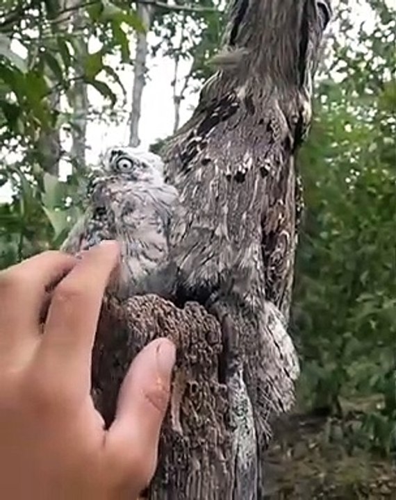 Il fait un calin à un bébé oiseau mais n'a pas vu que maman était juste à côté