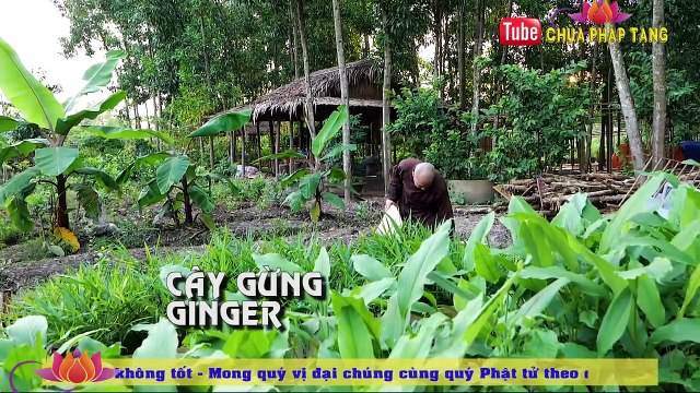 Cách Chữa Đau Bụng Gió, Ói Mửa, Tiêu Chảy Do Trúng Thực Hiệu Quả. Thầy Thích Trí Huệ