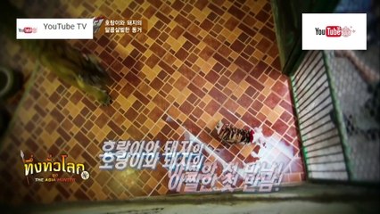 ทึ่งทั่วโลก ชุด The Asia Hunter ตอน แม่เสือเลี้ยงลูกหมู