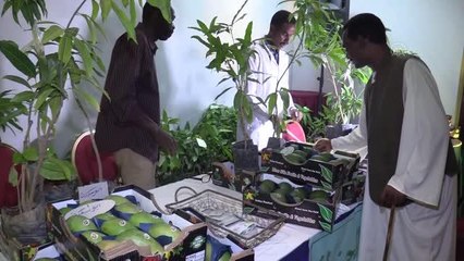 Sudan'da 25'inci "Mango Festivali"