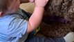 Baby Laughs Adorably as Pet Dog Licks His Hands