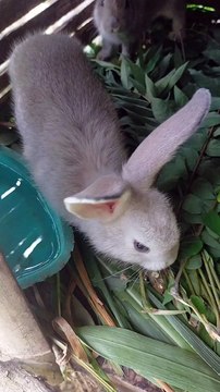 bunnies eating