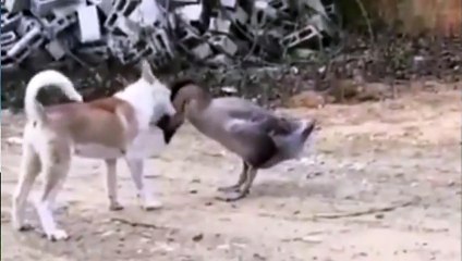 Duel, Puppy against Goose .....