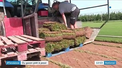 Tendance : le gazon "prêt à poser" séduit de plus en plus