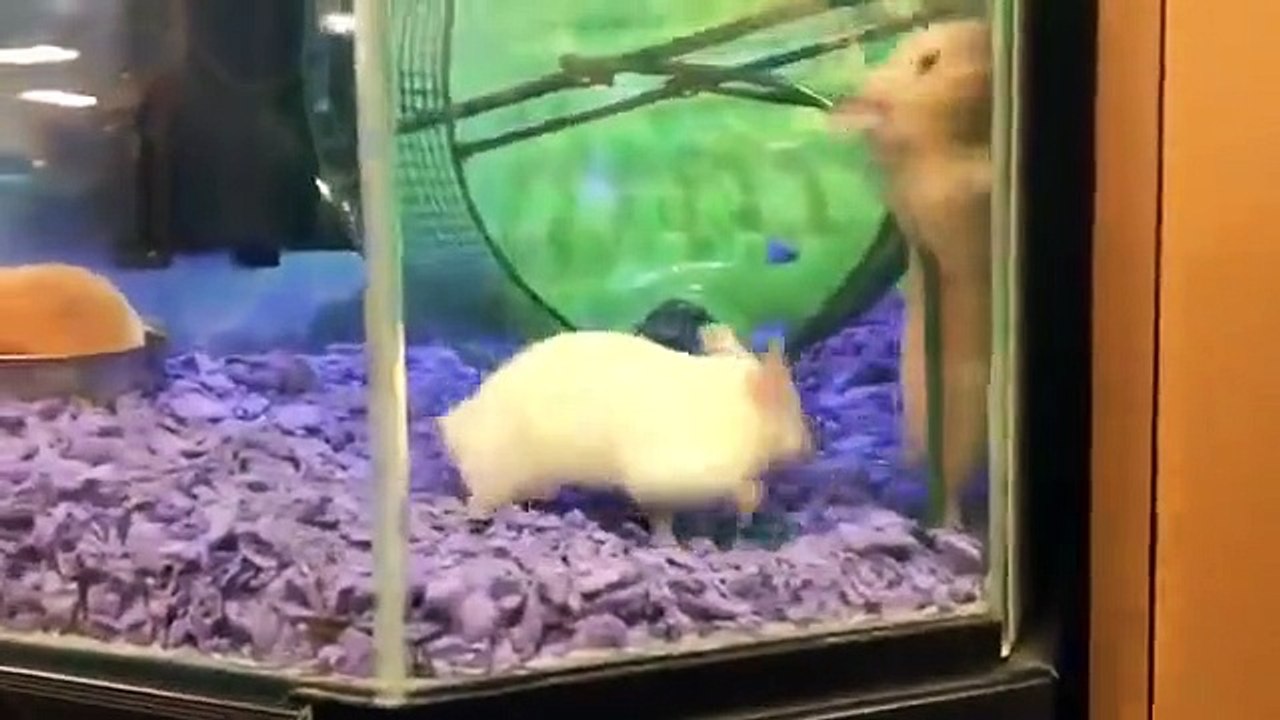 Hamster 
