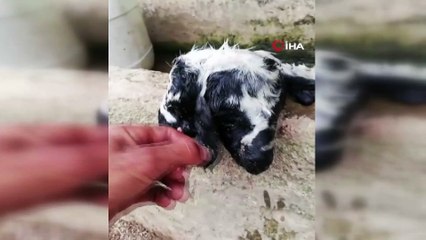 Bursa'da çift başlı kuzu şaşkınlığı