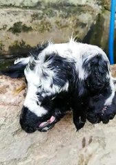 Bursa'da çift başlı kuzu şaşkınlığı