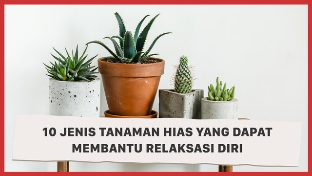 10 Jenis Tanaman Hias yang Dapat Membantu Relaksasi Diri