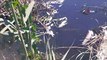 Büyük Menderes’te toplu balık ölümleri tedirgin ediyor