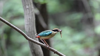 숲의 요정 '팔색조' 첫 5월 산란...온난화가 원인 / YTN