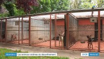 Refuges pour animaux : explosion des abandons au début de l'été