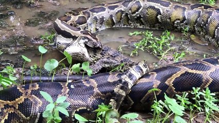 This Is Why Snakes Swallow Another Snake