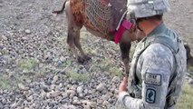 Afgan deveden işgalci ABD askerine tekme!