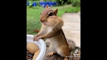 OMG Animals SOO Cute! AWW Cute baby animals Videos Compilation CUTEST moment of the animals #2