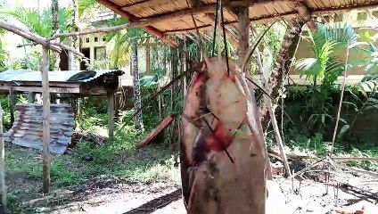 Mengerikan Ikan Lele Sungai Ini, Dapat Strike Besarnya Minta Ampuun