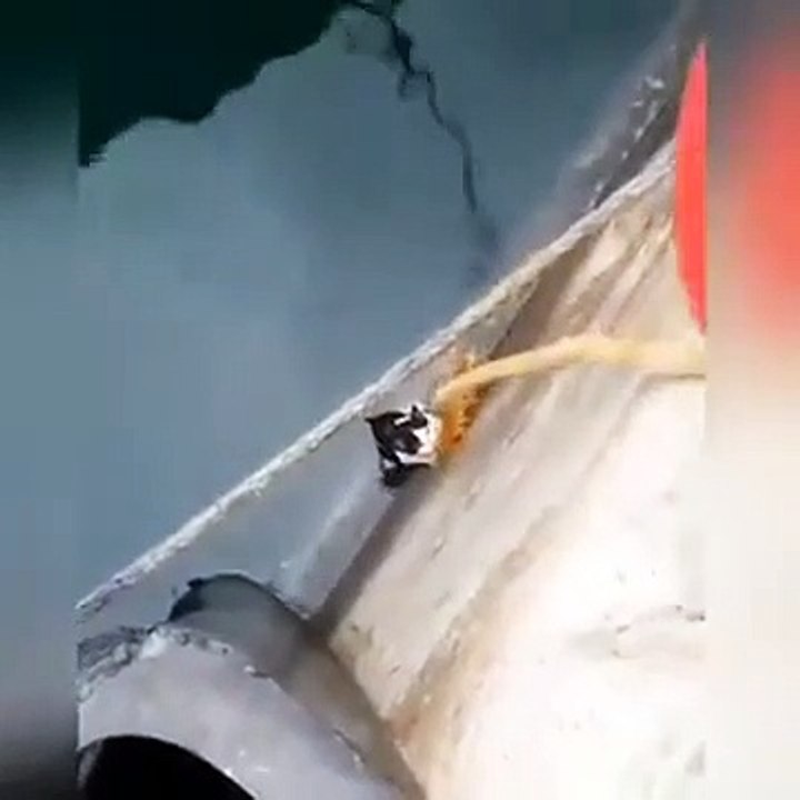 Saving A Cat From Drowning
