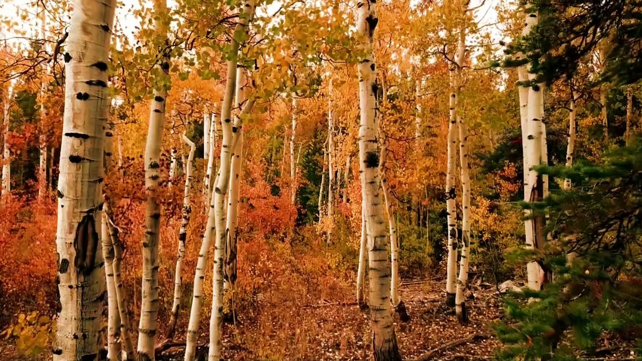 early human that pray their food for seaching for woods