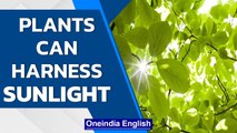 Why are scientists replicating photosynthesis in a lab? | Know all | Oneindia News