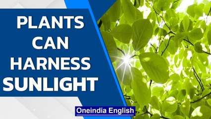 Why are scientists replicating photosynthesis in a lab? | Know all | Oneindia News