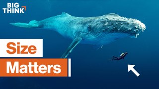 Why do big creatures live longer?