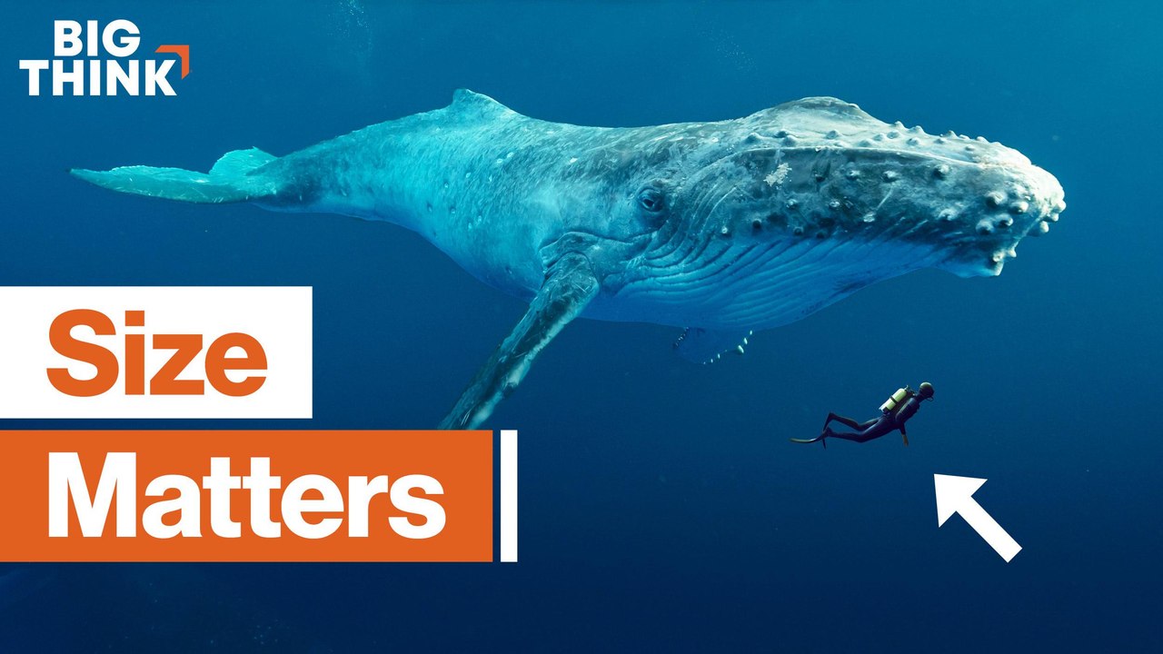 Why do big creatures live longer?