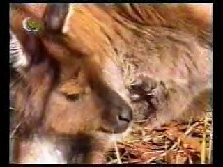 اضحك مع عشنا و شفنا (أطفال بدون موسيقى) 00_00_00-00_59_50