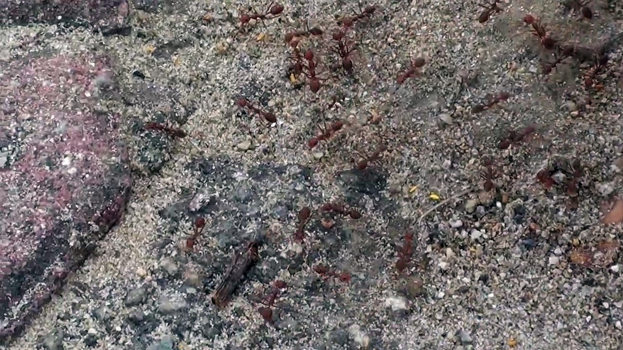 RED ANTS (English)_ SEMUT MERAH (Bahasa) _ النمل An- Naml (Arabic)