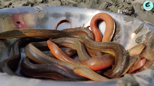 Amazing Eel Fishing Techniques Catching a lot of Eel Fish in Underground Deep Hole