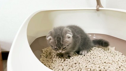 Kitten | The first toilet! A well-made for Cat - kitten