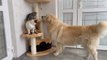 Cat and Kitten Shocked by Golden Retriever occupying Cat's Tree!