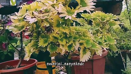 Mobile cinematography