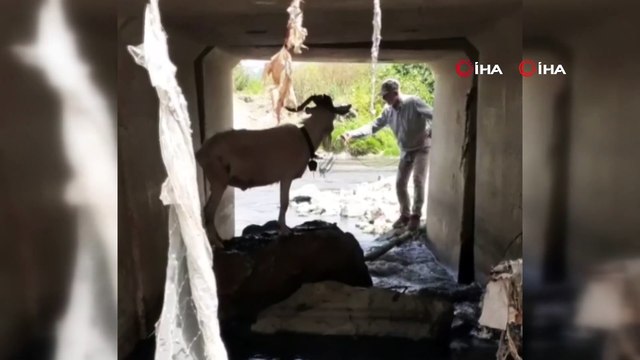 Türk kovboy kaçan kurbanı böyle yakalamaya çalıştı