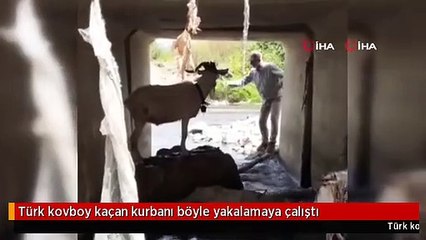 Türk kovboy kaçan kurbanı böyle yakalamaya çalıştı