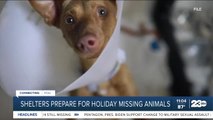 Shelters prepare for missing animals during the Fourth of July Holiday weekend