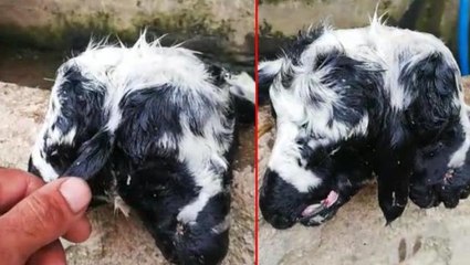 Çift başlı kuzu şaşkınlığı! Sadece 10 dakika yaşayabildi