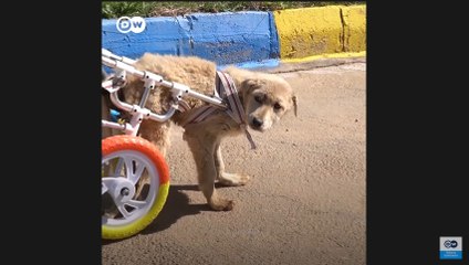 Menciptakan Kaki Palsu untuk Selamatkan Hewan Cacat di Turki