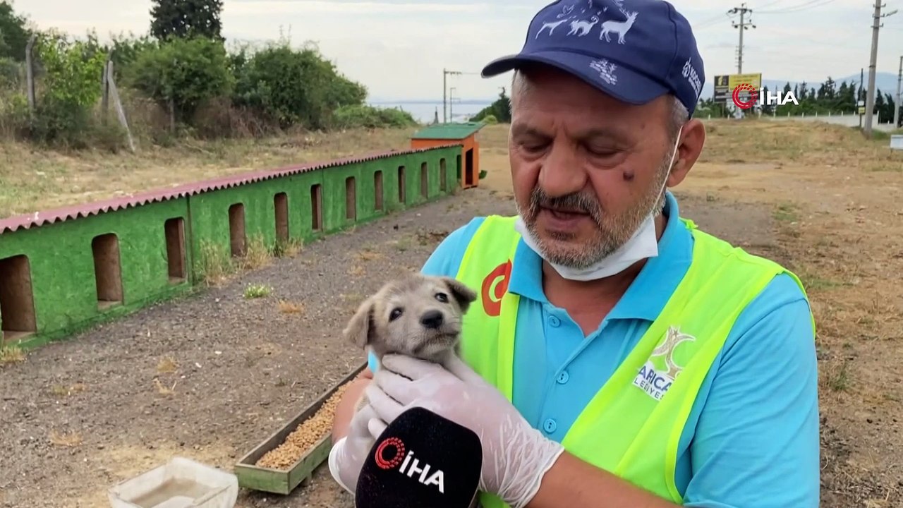 Sokak hayvanlarının Ekrem amcası, şefkatiyle örnek oluyor