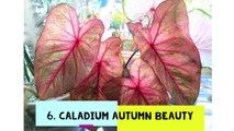 70 types of Caladium plants | 70 jenis keladi hias
