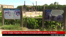 İzmir Doğal Yaşam Parkı'nda dünyaya gelen yavru fil ilk kez bahçeye çıkarıldı