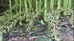 ഏലം എളുപ്പത്തിൽ അടുക്കള തോട്ടത്തിൽ കൃഷി ചെയ്യാം|How to grow Cardamom plant /elaichi easily at home|