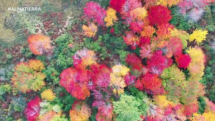 #Almatierra Channel _ Remake Video Animales & Naturaleza _ Rehacer Animal & Nature Videos