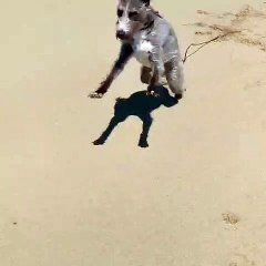 Angus the blind dog's joy at running free on an empty beach