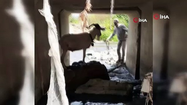 Türk kovboy iş başında! Sosyal medya yıkıldı