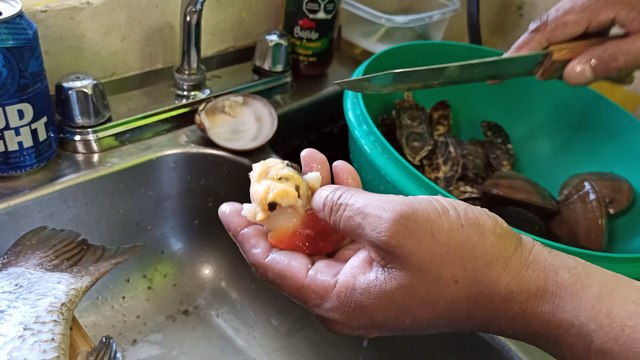 #receta de #cocina preparando #almeja chocolata #ostion #pata de mula marisco fresco recien #pescado