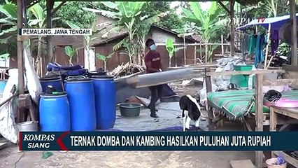 Kreatif Mencari Peluang Usaha, Seorang Pemuda di Pemalang Sukses Jadi Peternak Domba!