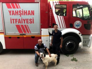 Kayalıklarda mahsur kalan 2 keçi kurtarıldı