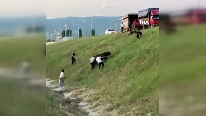 Kamyonet kasasında boğa güreşi