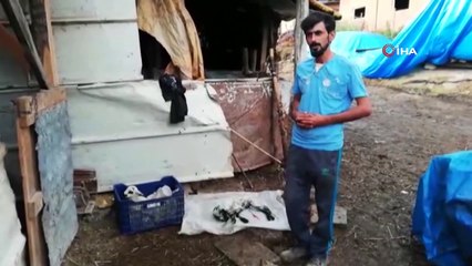 Çift başlı kuzunun sahibi konuştu: 'Şaşkına döndüm'