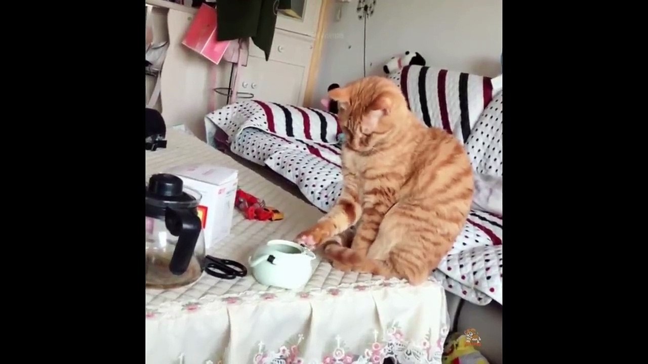 Funniest Animals - Best Of The 2020 Funny Animal Videos #6